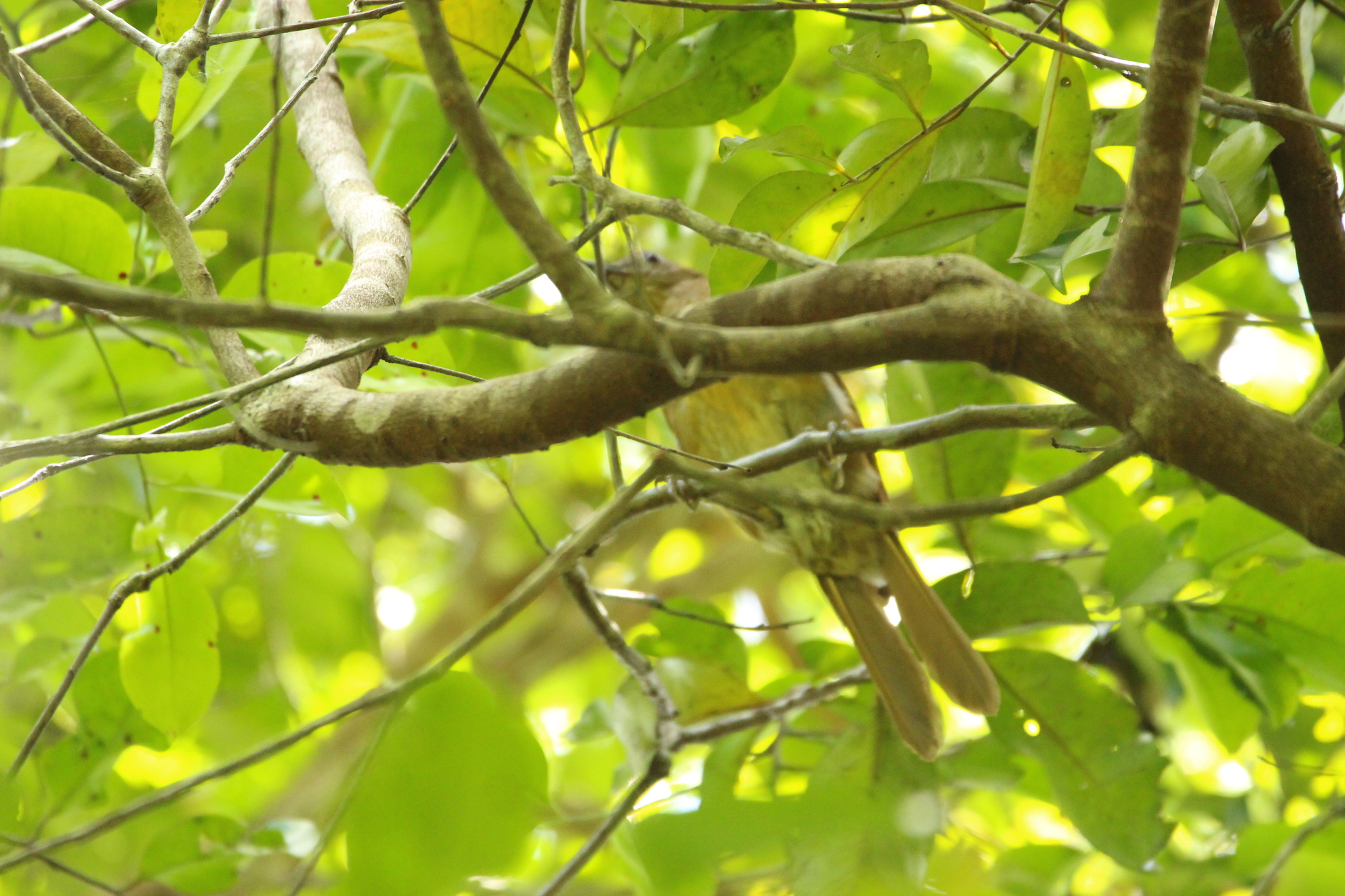 Cocoa Thrush (Turdus fumigatus), photo 8