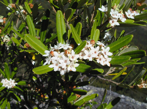 wallum phebalium (Phebalium woombye)