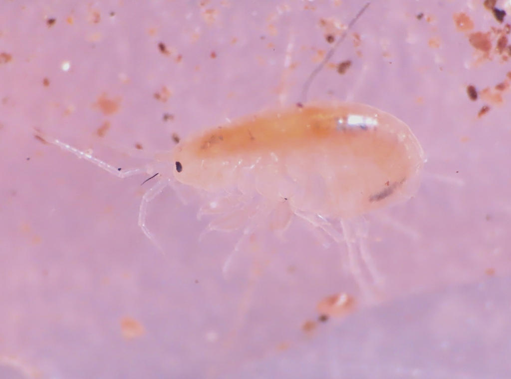 Crangonyctidae From Montgomery County MD USA On March 1 2026 At 02 Crangonyctidae From Montgomery County MD USA On March 1 2026 At 02