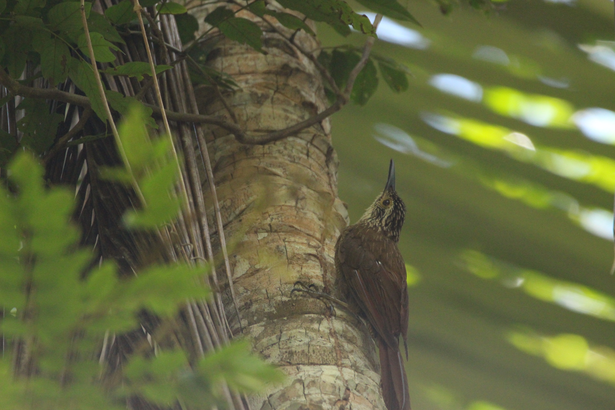 Planalto Woodcreeper (Dendrocolaptes platyrostris), photo 8