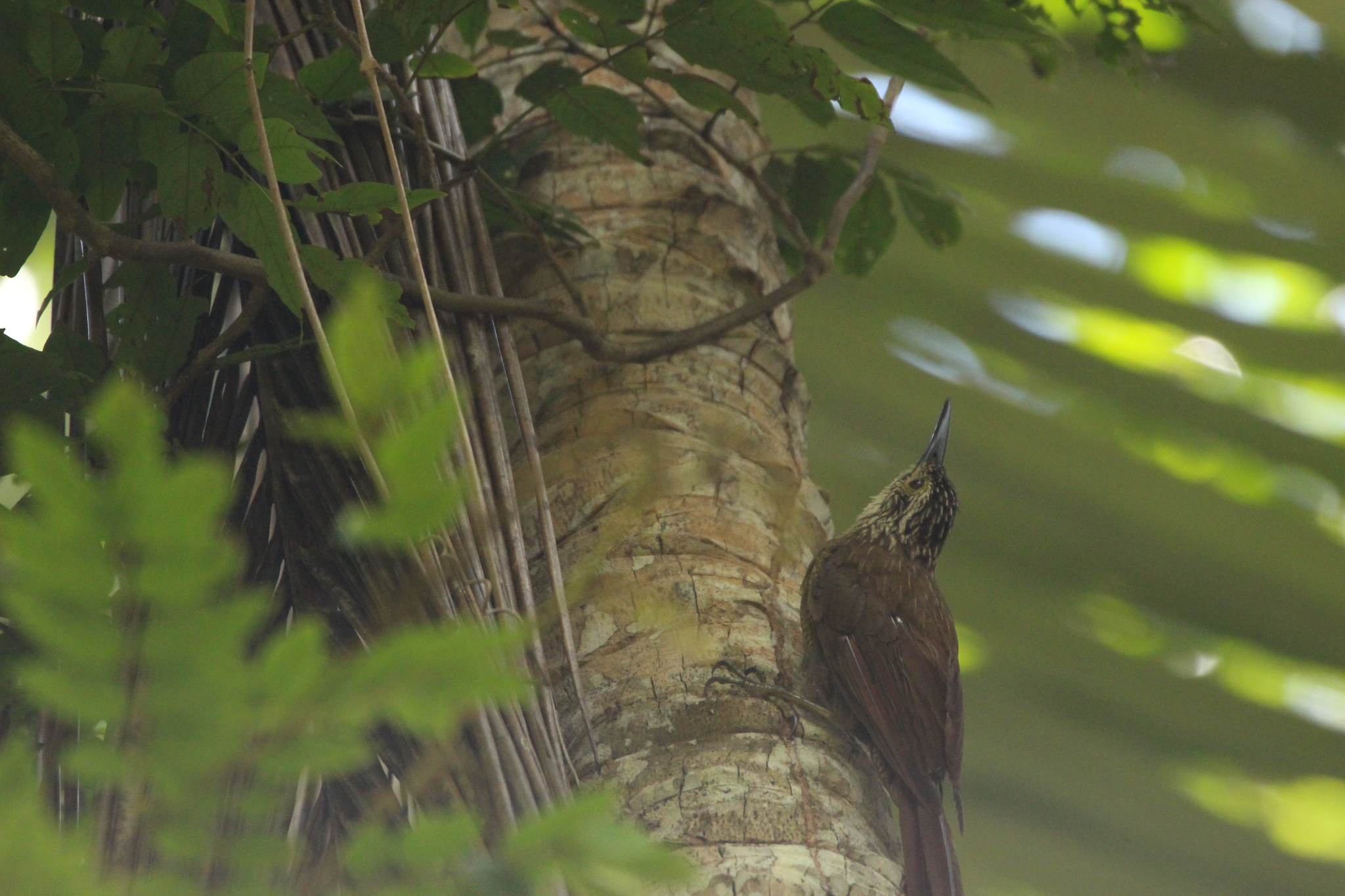 Planalto Woodcreeper (Dendrocolaptes platyrostris), photo 9