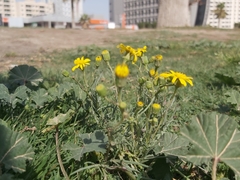 Senecio glaucus