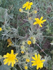 Senecio glaucus