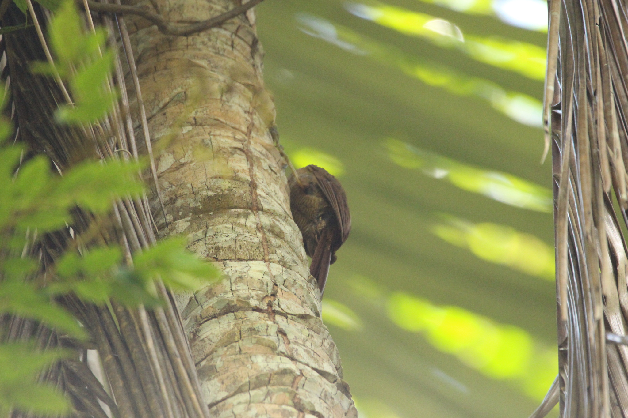 Planalto Woodcreeper (Dendrocolaptes platyrostris), photo 10