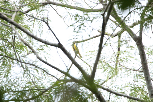Yellow-green Grosbeak (Caryothraustes canadensis), photo 4