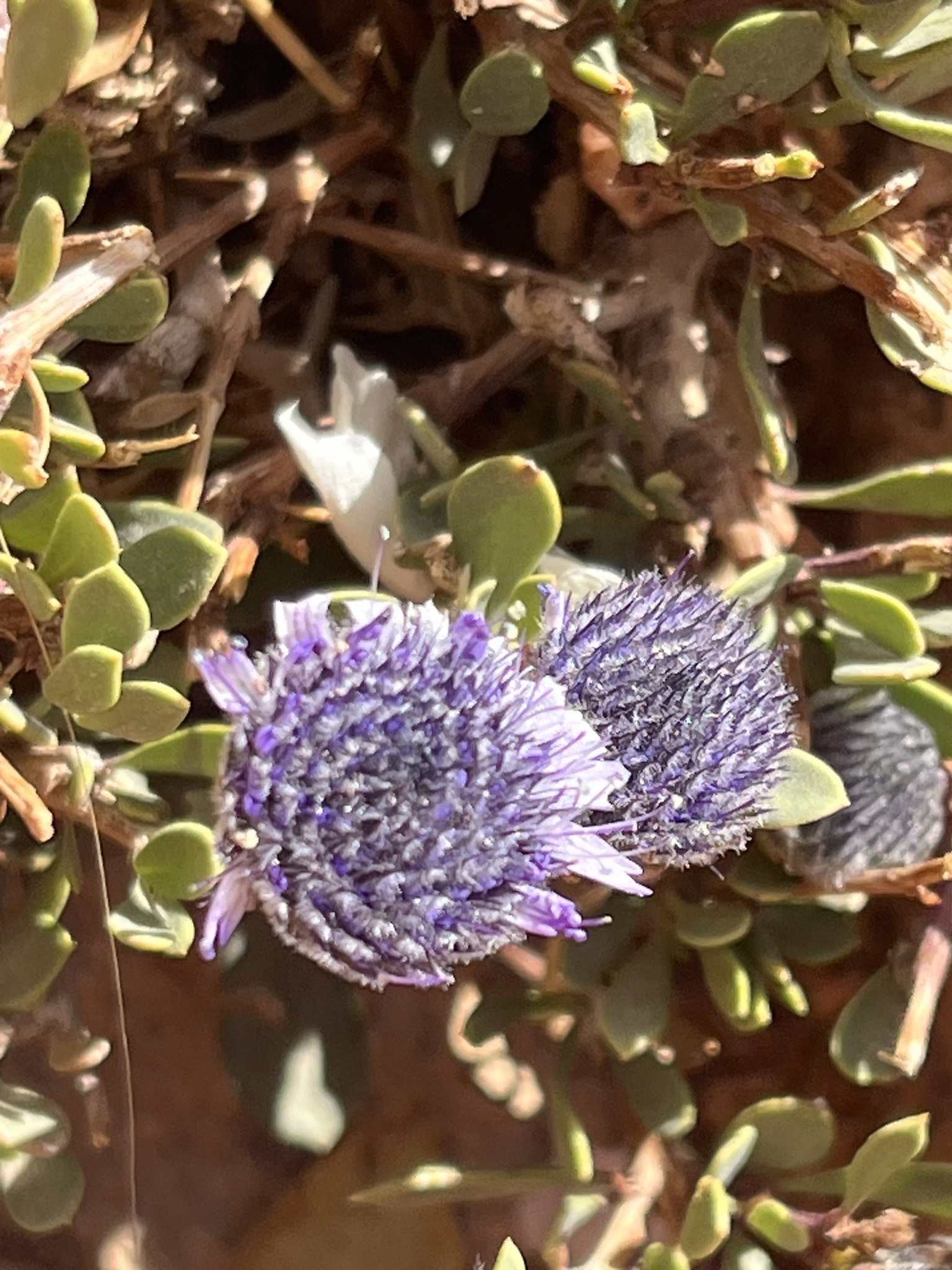 Globularia arabica