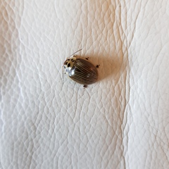 Paropsisterna intacta