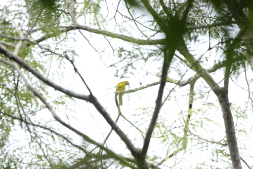 Yellow-green Grosbeak (Caryothraustes canadensis), photo 5