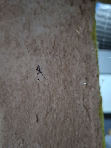 Ninja-star Ceiling Spider
