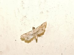 Sufetula
