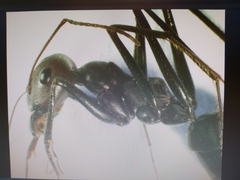 Cataglyphis holgerseni