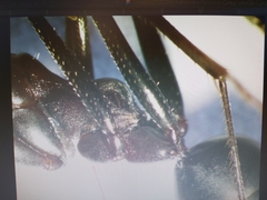 Cataglyphis holgerseni