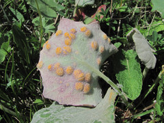Puccinia poarum