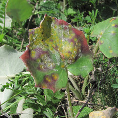 Puccinia poarum