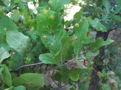 Gymnosporangium confusum