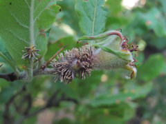 Gymnosporangium confusum