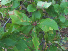 Gymnosporangium confusum