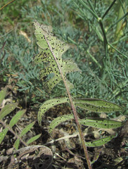 Puccinia schirajewskii
