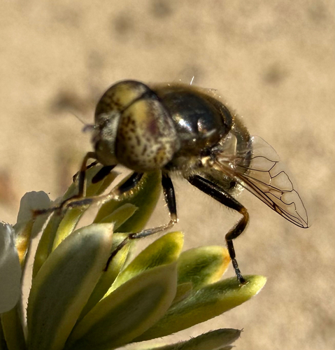 Unknown species found near Roberta Dr, San Mateo, CA, US
