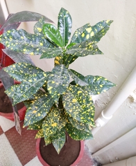 Phyllosticta aucubae-japonicae