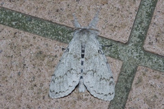 Calliteara lunulata