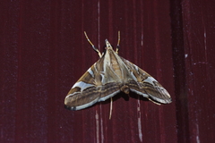 Agrioglypta fulguralis