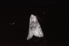 Bryophilina mollicula