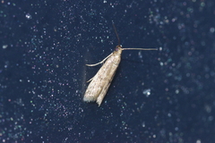 Glyptoteles leucacrinella