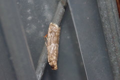 Glyptoteles leucacrinella