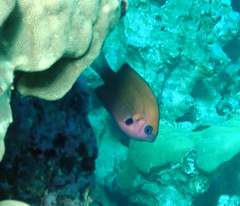 Pycnochromis pacifica