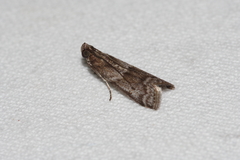 Glyptoteles leucacrinella