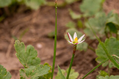Zephyranthes minima, photograph (c) pedrogarabaya, some rights reserved (CC BY)