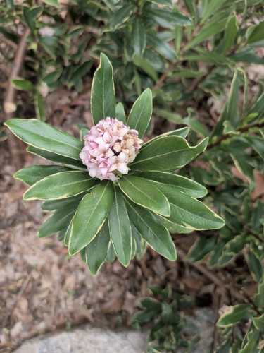 Winter Daphne (Daphne odora)