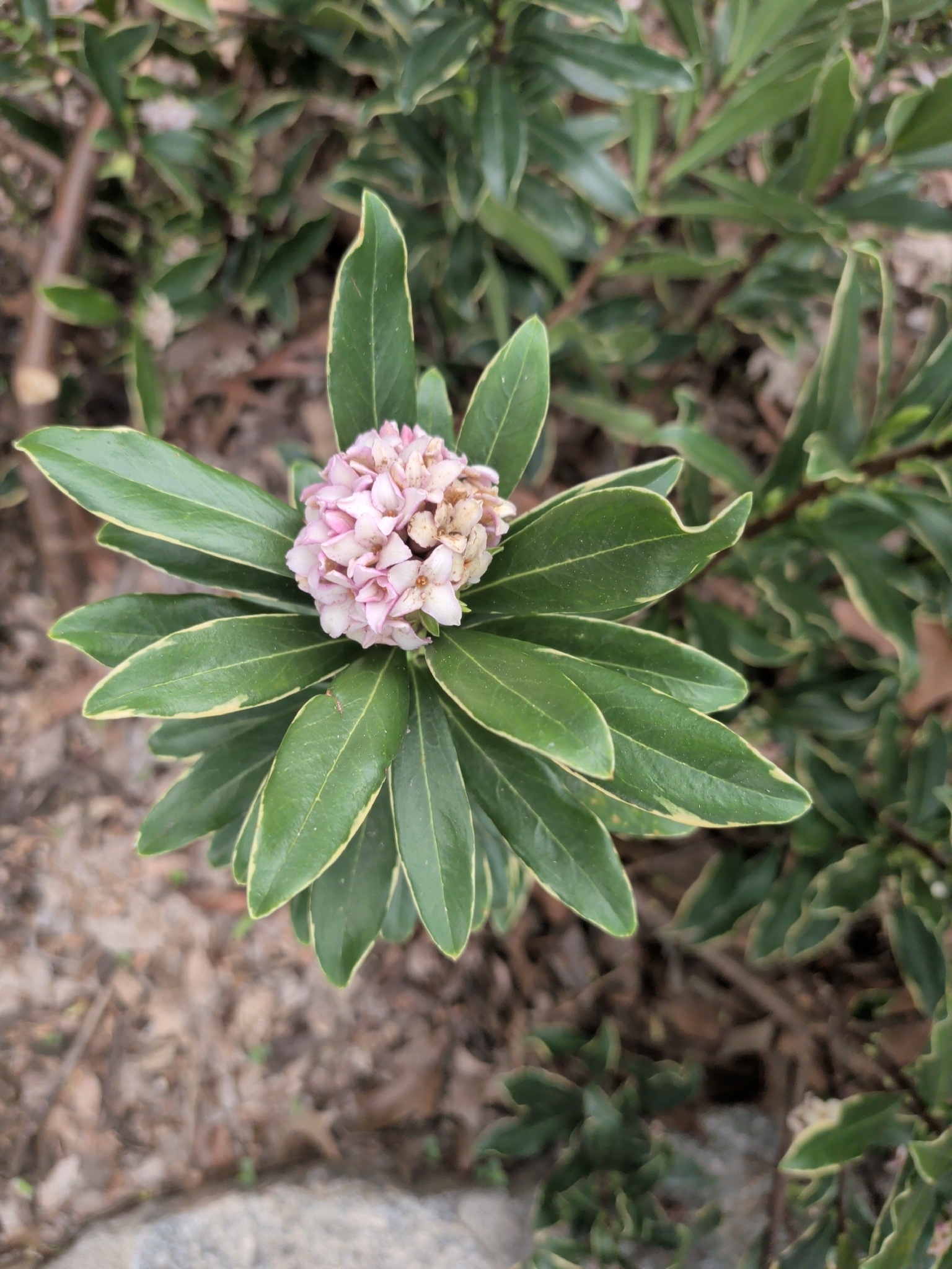 Winter Daphne (Daphne odora)