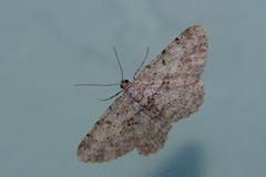 Psilalcis breta