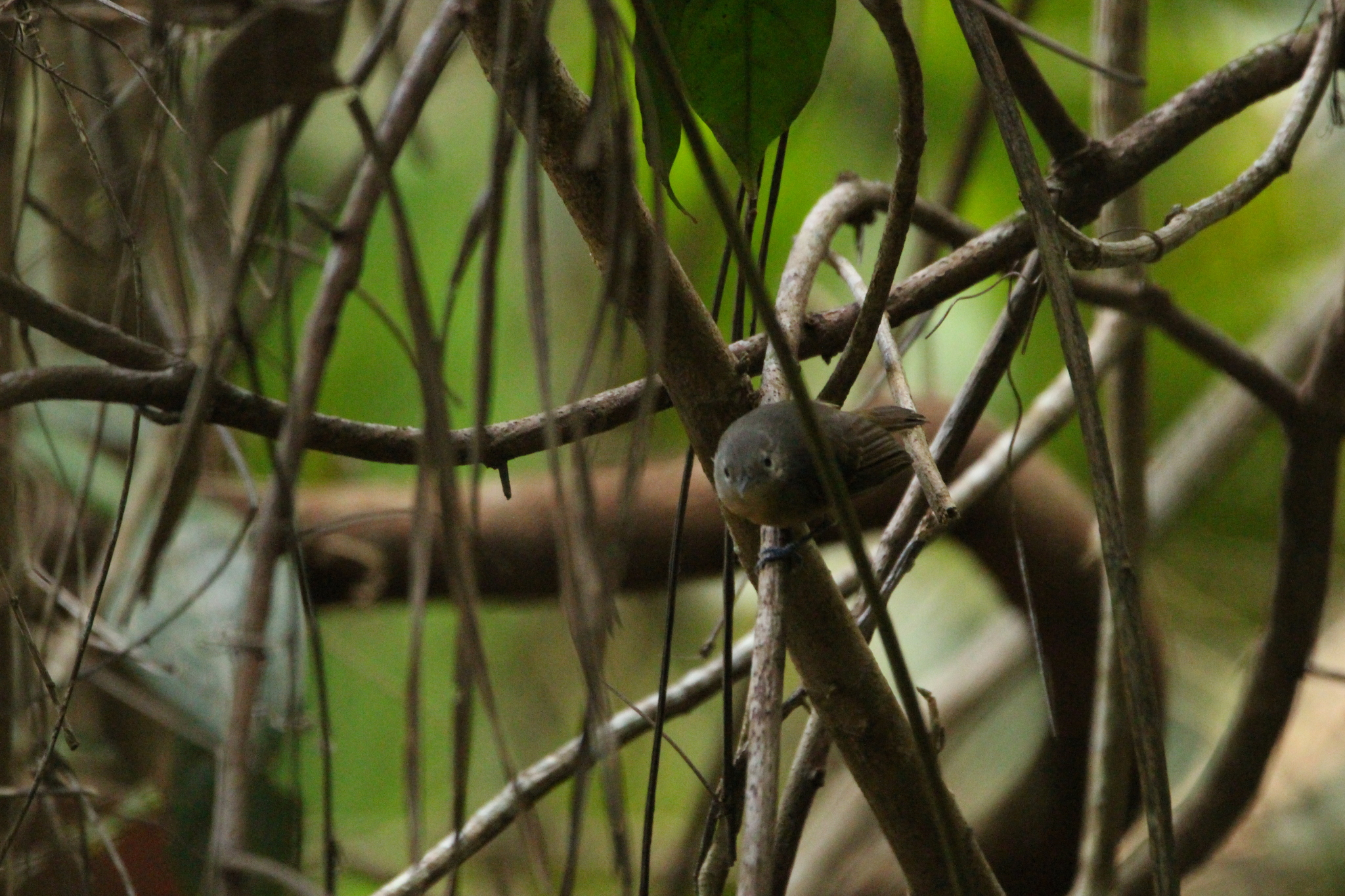 White-flanked Antwren (Myrmotherula axillaris), photo 8