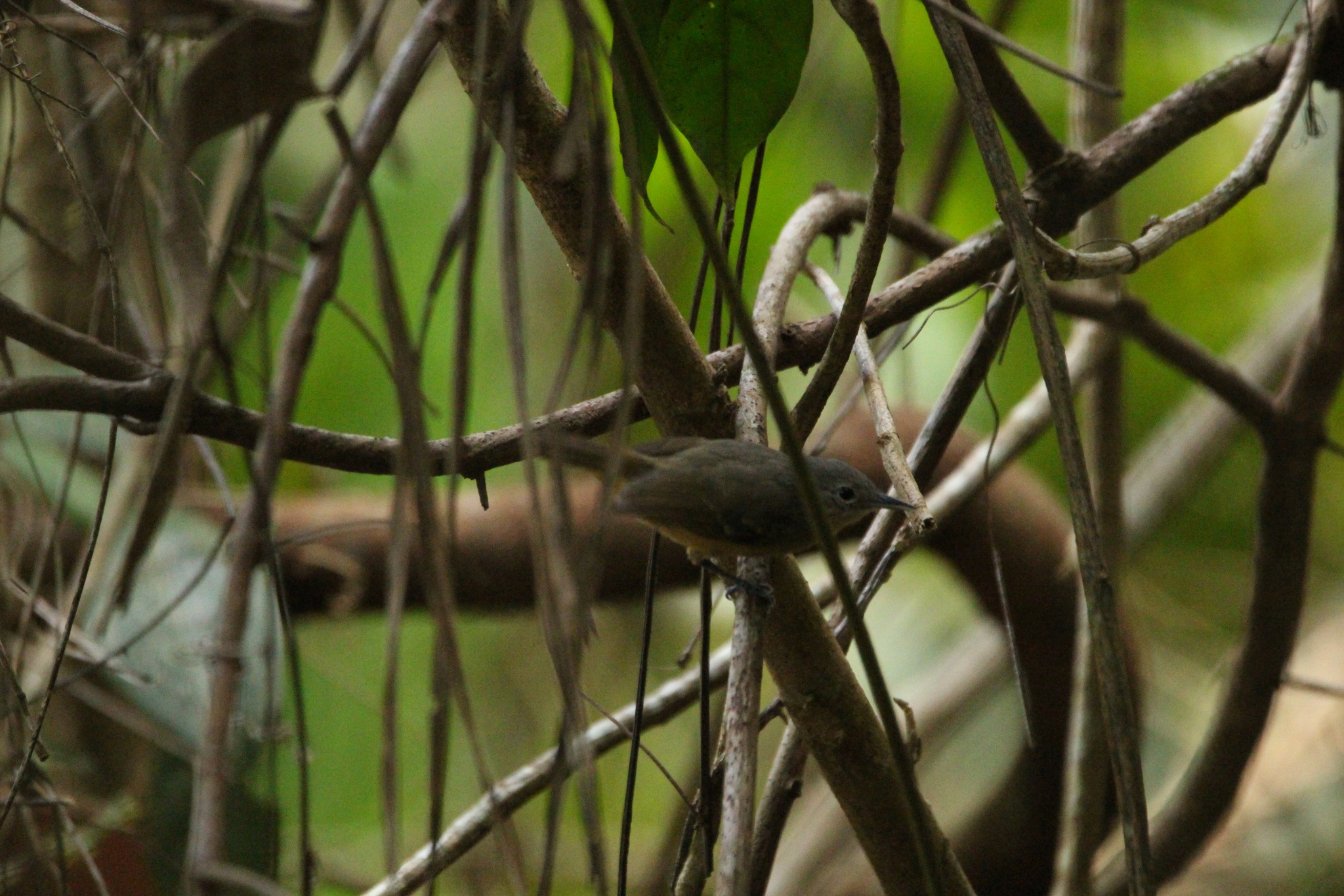 White-flanked Antwren (Myrmotherula axillaris), photo 7