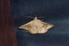 Canaea ryukyuensis