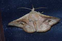Canaea ryukyuensis