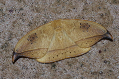 Callidrepana hirayamai