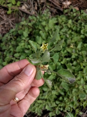 Physalis crassifolia