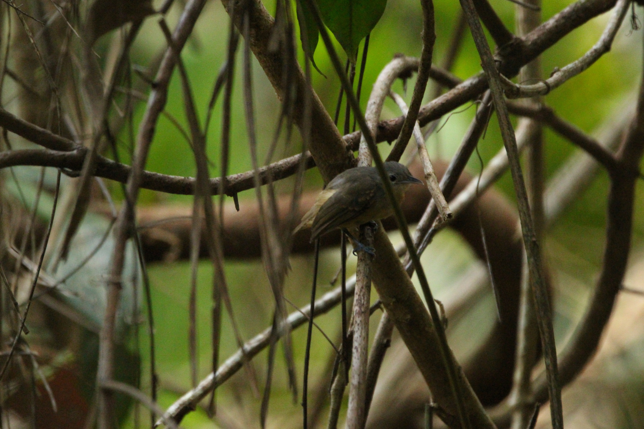 White-flanked Antwren (Myrmotherula axillaris), photo 9
