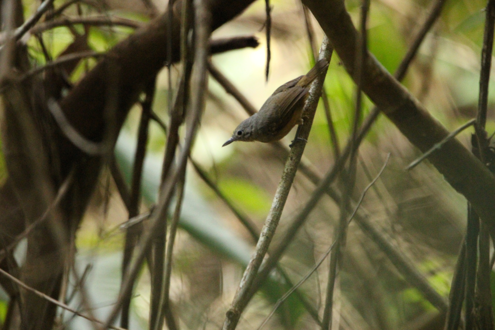 White-flanked Antwren (Myrmotherula axillaris), photo 10
