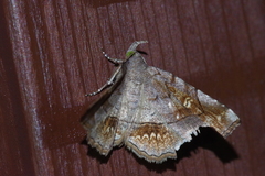 Pangrapta flavomacula