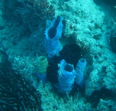 Callyspongia aculeata