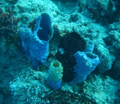 Callyspongia aculeata