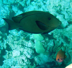 Hawaiian Surgeonfish photo 4