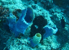 Callyspongia aculeata