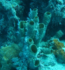 Callyspongia aculeata