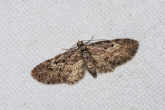 Eupithecia kuroshio